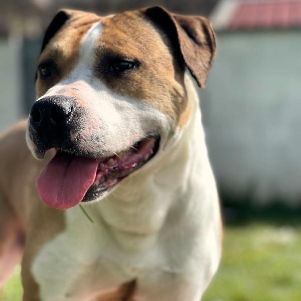 Gold Amstaff